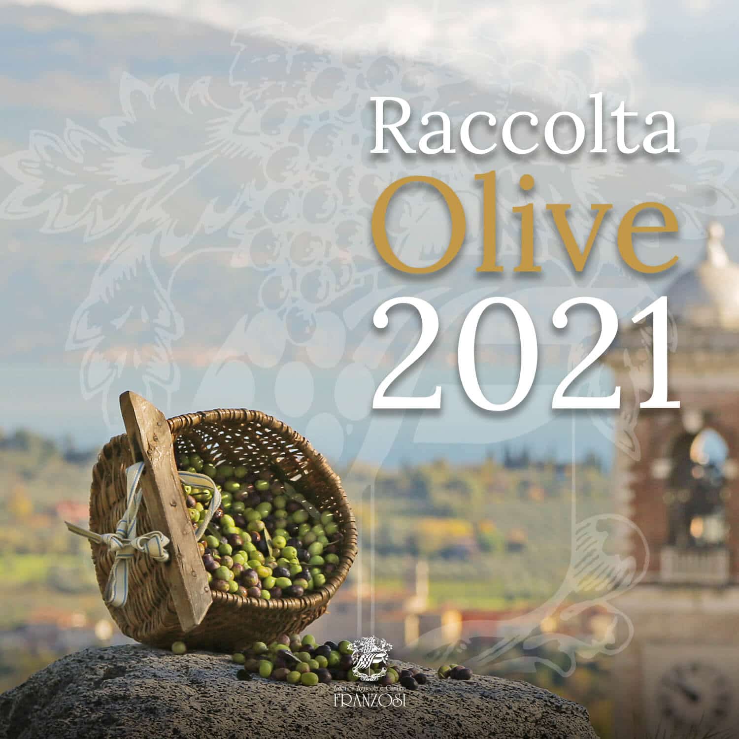 La raccolta delle olive in Valtènesi - 2021