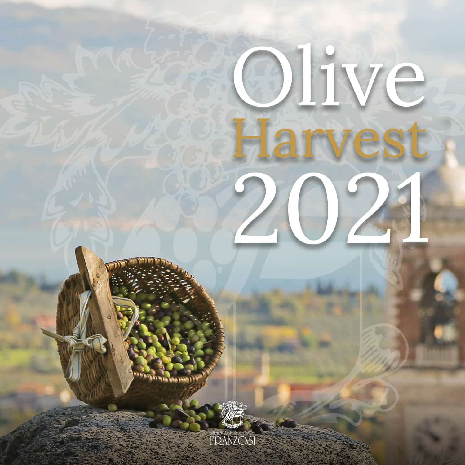 Olive harvest in Valtènesi 2021