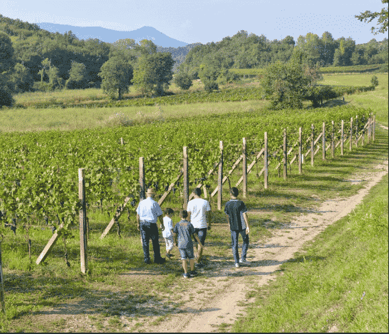 Cantine Franzosi - tour in cantina - vino Lago di Garda